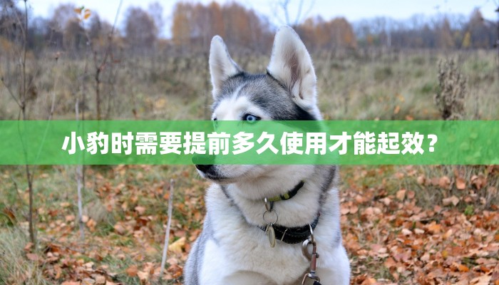 小豹时需要提前多久使用才能起效？