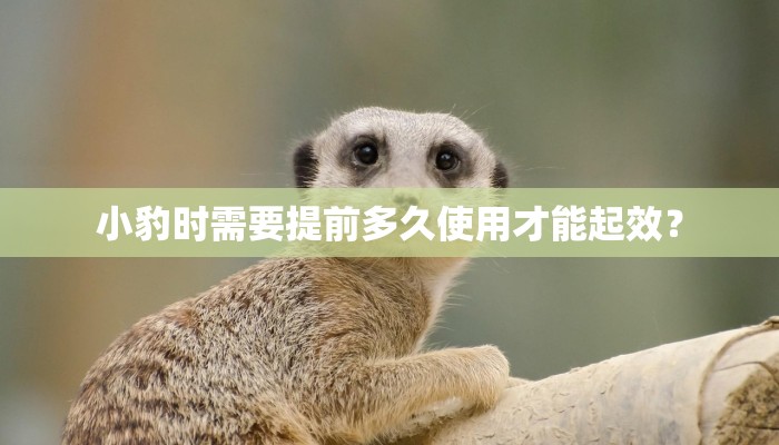 小豹时需要提前多久使用才能起效？