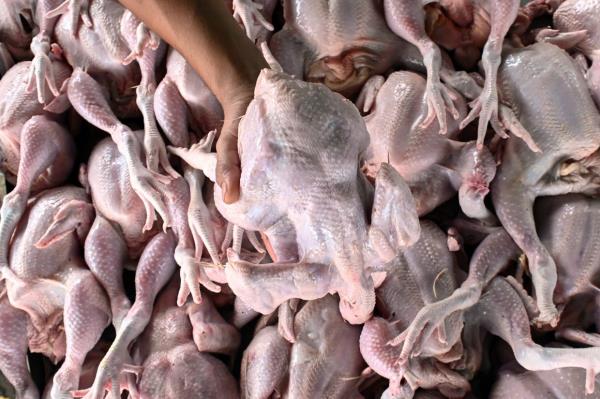沙巴的鸡肉价格保持不变