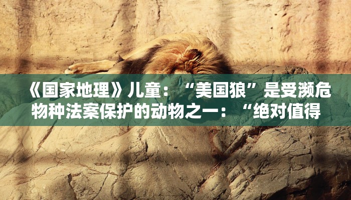《国家地理》儿童：“美国狼”是受濒危物种法案保护的动物之一：“绝对值得保护”