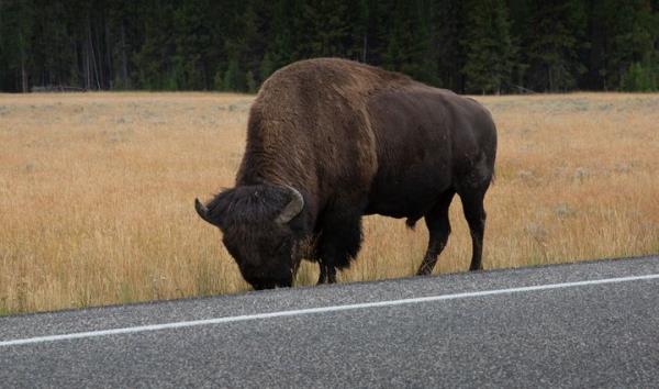 A bison grazing near the Yellowstone River in Wyoming in September 2022.