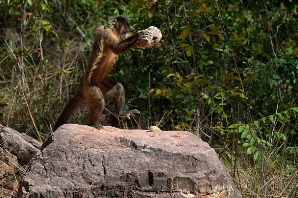 Bearded Capuchin / Back-striped Capuchin (Cebus libidinosus)cracks a nut with a stone.