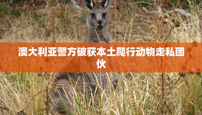 澳大利亚警方破获本土爬行动物走私团伙