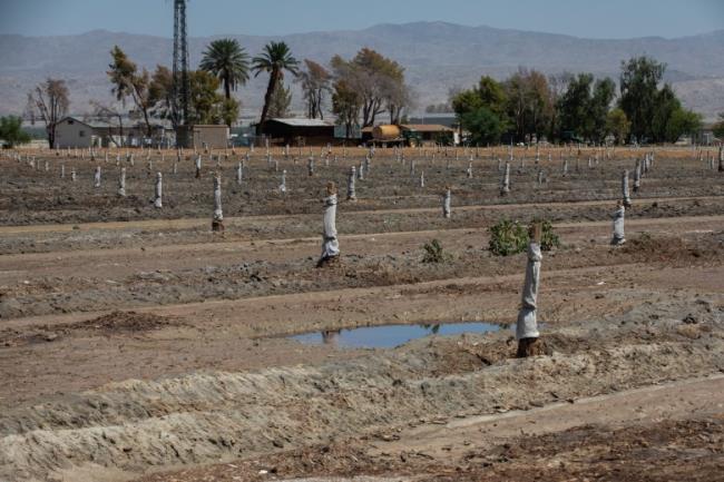 A field filled with puddles following days of heavy rain from Hurricane Hilary in Coachella Valley on Aug. 24, 2023.