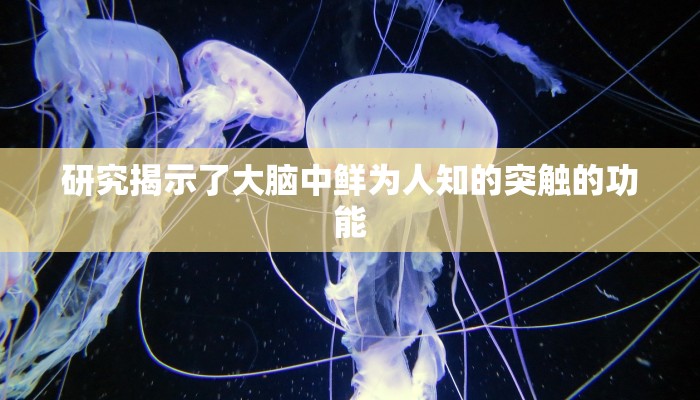研究揭示了大脑中鲜为人知的突触的功能